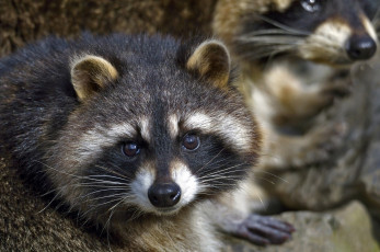 Картинка животные еноты енот