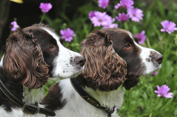 Картинка животные собаки собачки