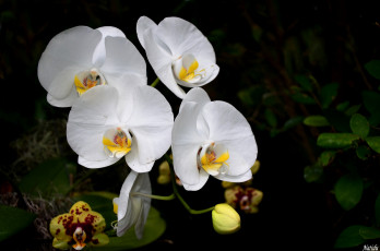 Картинка цветы орхидеи белые