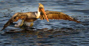 Картинка животные пеликаны пеликан