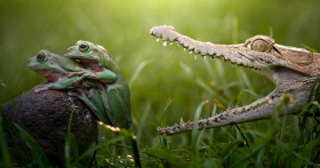 Картинка животные разные+вместе crocodile лапки hunt danger love любовь аллигатор зубы опасность охота swamp reptile teeth colourfull разноцветные зеленые beauty лягушки frog крокодил озеро