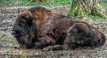 Картинка животные зубры +бизоны бизон