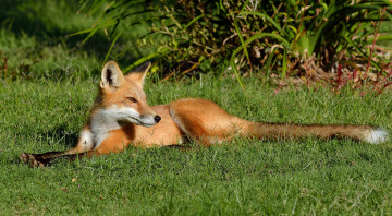Картинка животные лисы лисичка