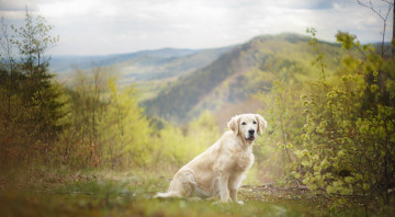 Картинка животные собаки взгляд собака друг