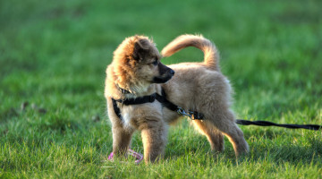 Картинка животные собаки щенок