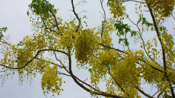 Картинка цветы глициния куст