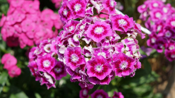 Картинка цветы гвоздики соцветие