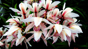 Картинка цветы орхидеи экзотика