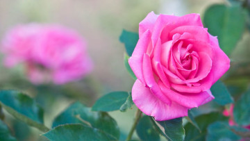 Картинка цветы розы розовый