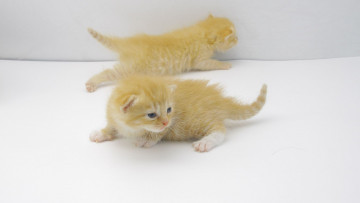 Картинка животные коты кошки