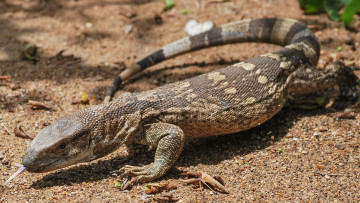 Картинка животные Ящерицы +игуаны +вараны варан