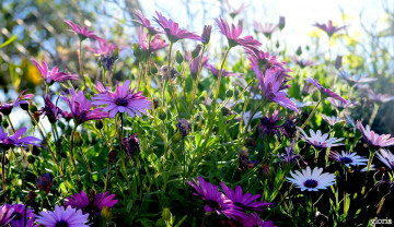 обоя цветы, диморфотеки, сиреневые, солнечно, луг