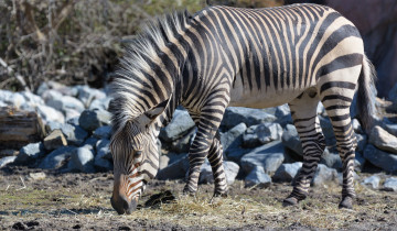 Картинка животные зебры зебра