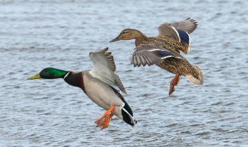 Картинка животные утки утка селезень