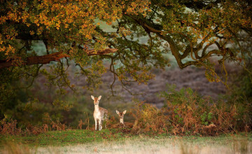 Картинка животные олени forest animal wild олененок deer олень nature emi природа лес