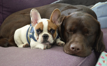 Картинка животные собаки друзья