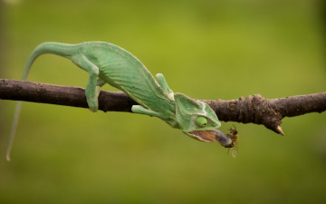 Картинка животные хамелеоны green еда chameleon обед хамелеон язык насекомое охота insect hunt ящерица ящерка морда eyes рептилия reptile lizard beauty