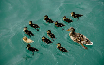 Картинка животные утки вода утята утка