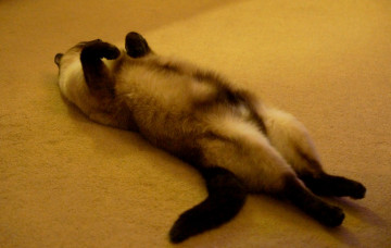 Картинка животные коты спит поза коте киса