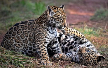 Картинка животные Ягуары котята