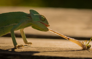 Картинка животные хамелеоны ящерица ящерка язык hunt insect охота насекомое морда beauty eyes рептилия reptile lizard chameleon хамелеон green обед еда