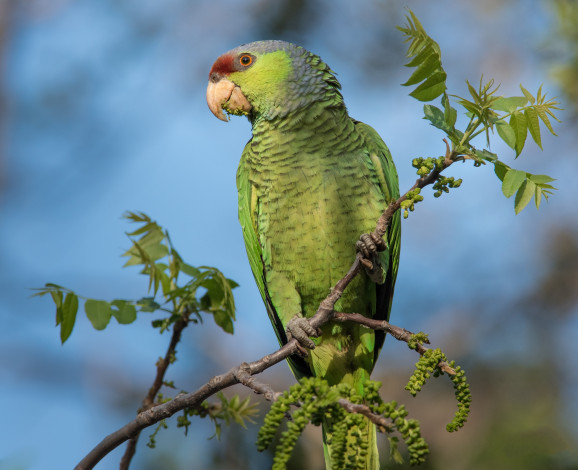 Обои картинки фото животные, попугаи, попугай