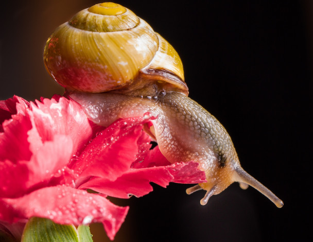 Обои картинки фото животные, улитки, роса, цветок, улитка, чёрный, фон, гвоздика