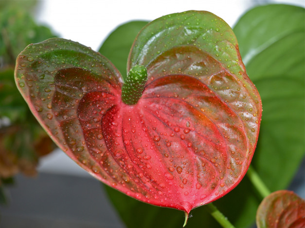 Обои картинки фото цветы, антуриум , цветок фламинго, зелёный, цветок, капли, роса