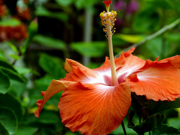 Обои картинки фото цветы, гибискусы, макро