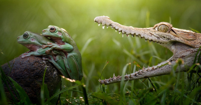 Обои картинки фото животные, разные вместе, crocodile, лапки, hunt, danger, love, любовь, аллигатор, зубы, опасность, охота, swamp, reptile, teeth, colourfull, разноцветные, зеленые, beauty, лягушки, frog, крокодил, озеро