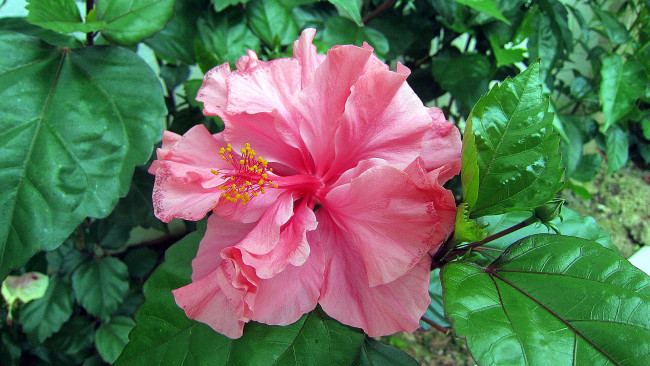 Обои картинки фото цветы, гибискусы, розовый