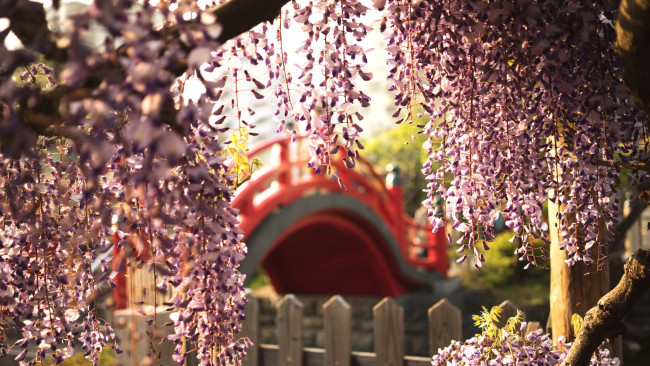 Обои картинки фото цветы, глициния, гроздья