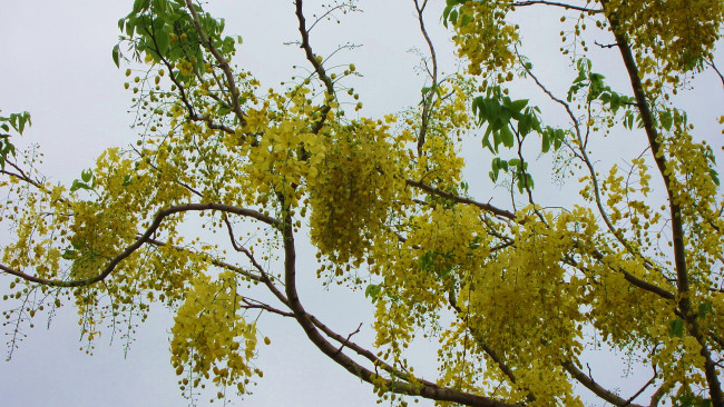 Обои картинки фото цветы, глициния, куст