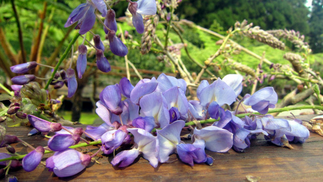 Обои картинки фото цветы, глициния, ветки