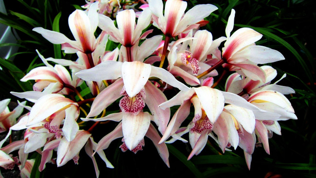 Обои картинки фото цветы, орхидеи, экзотика