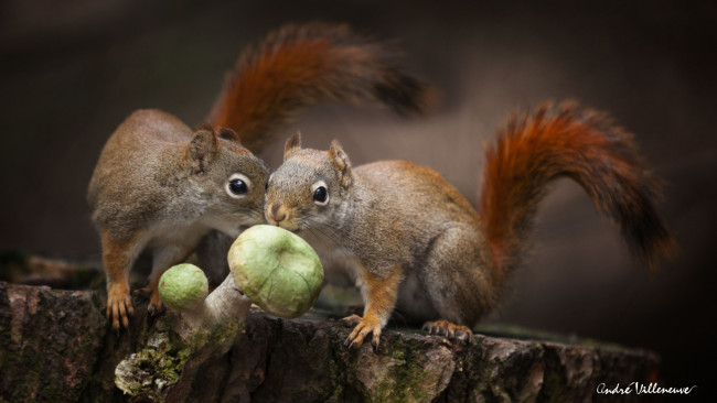 Обои картинки фото животные, белки, food, nature, cute, twins, dinner, mushrooms, squirrels, animals, природа, forest, близнецы, грибы, лес, еда, обед