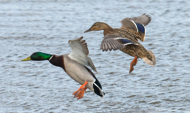 Обои картинки фото животные, утки, утка, селезень