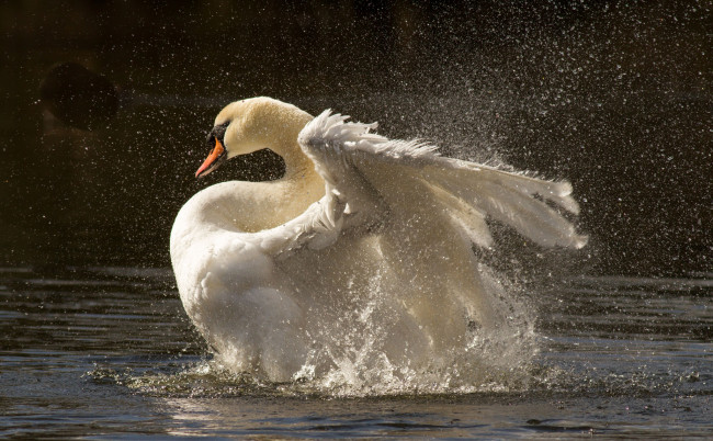 Обои картинки фото животные, лебеди, лебедь