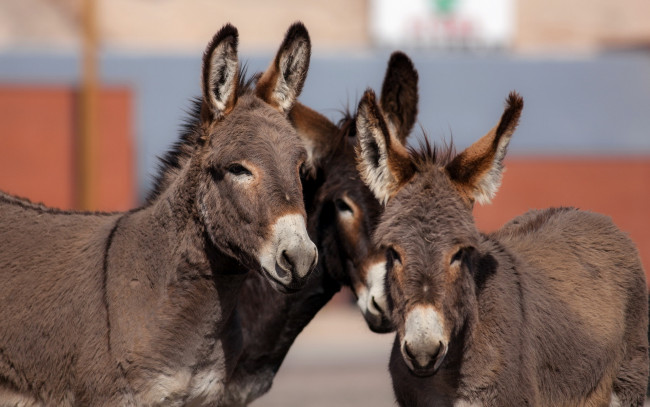 Обои картинки фото животные, ослы, фон, природа