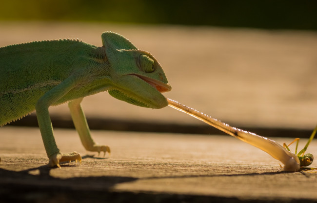 Обои картинки фото животные, хамелеоны, ящерица, ящерка, язык, hunt, insect, охота, насекомое, морда, beauty, eyes, рептилия, reptile, lizard, chameleon, хамелеон, green, обед, еда