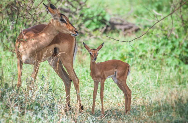 Обои картинки фото животные, олени, детеныш, олениха