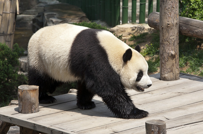 Обои картинки фото животные, панды, панда