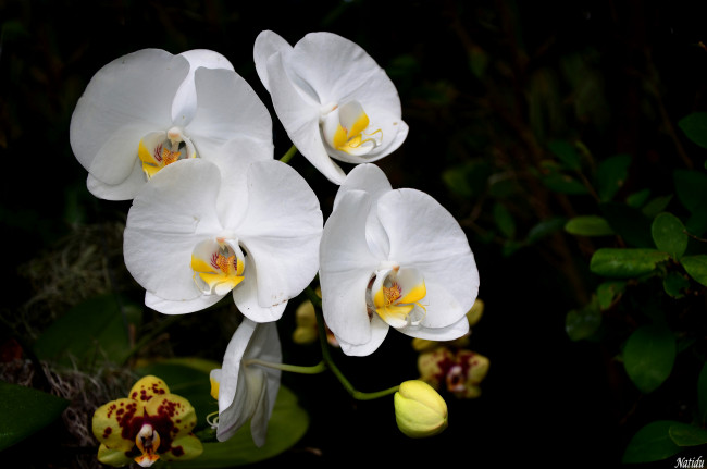 Обои картинки фото цветы, орхидеи, белые