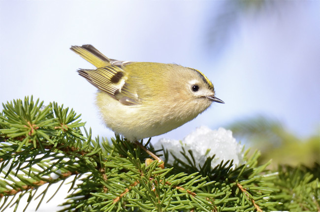 Обои картинки фото животные, птицы, хвоя, птица, ветки