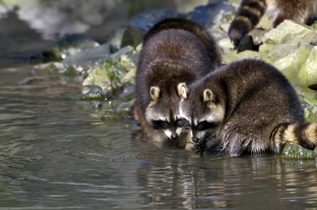 Обои картинки фото животные, еноты