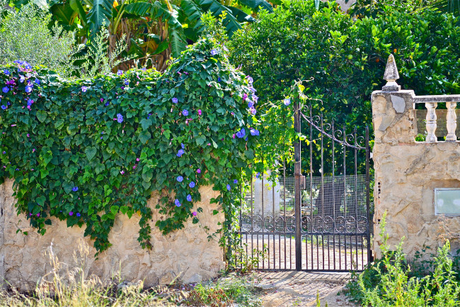 Обои картинки фото цветы, вьюнки,  ипомеи, вьюнок, забор