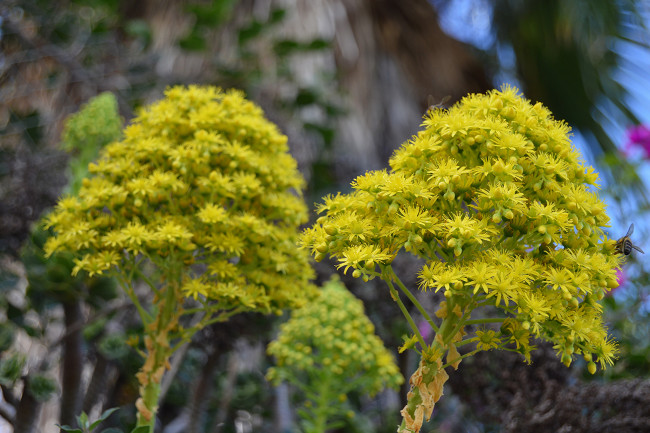 Обои картинки фото цветы, жёлтые