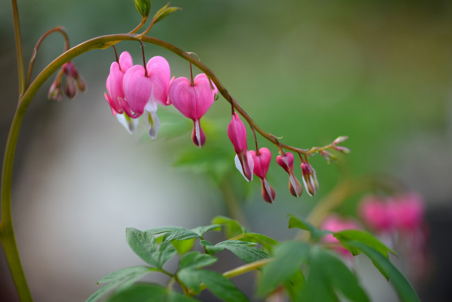 Обои картинки фото цветы, дицентра , разбитое сердце, веточка, растение, разбитое, сердце, фон