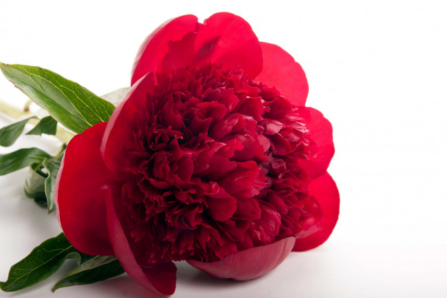 Обои картинки фото цветы, пионы, красный