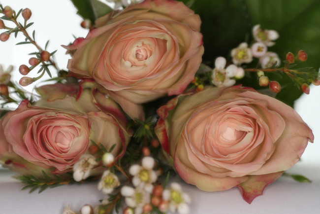 Обои картинки фото цветы, розы, розовые